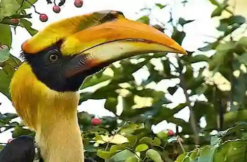 The Thekkady Tiger Trail